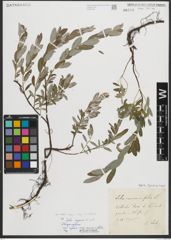 Foto von Salix repens subsp. incubacea (L.) A. Neumann